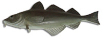 Stephen Outhouse Fish
